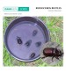 Gaiagen Combo pack of Rhinoceros Beetle Lure & Bucket Trap (Pack of 5)